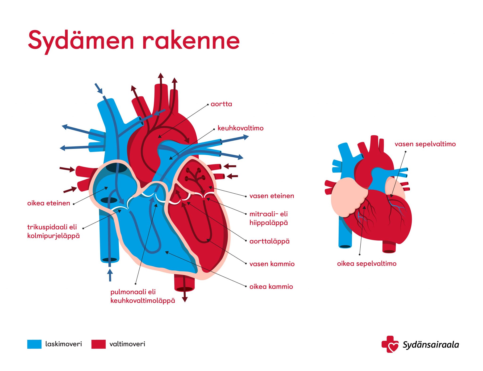 Syd men Rakenne Ja Toiminta Syd nsairaala